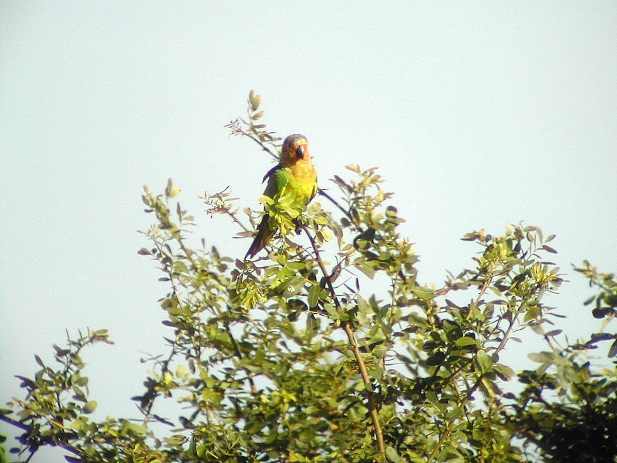 Brown-throated Parakeet - ML289029611