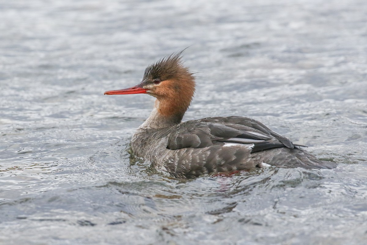 Red-breasted Merganser - Ethan Denton