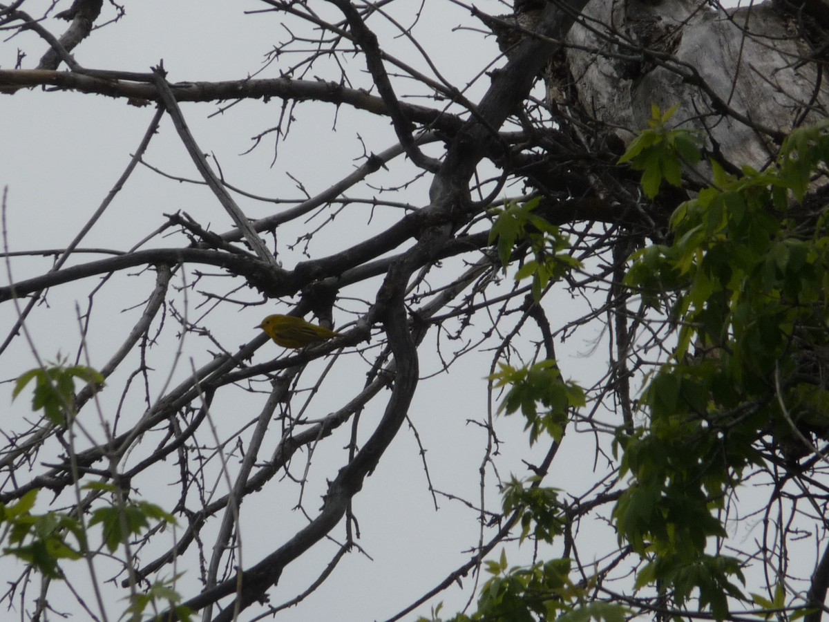 Yellow Warbler - ML28903061