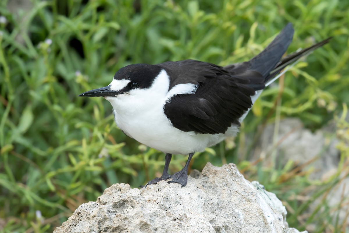 Sooty Tern - ML289031091