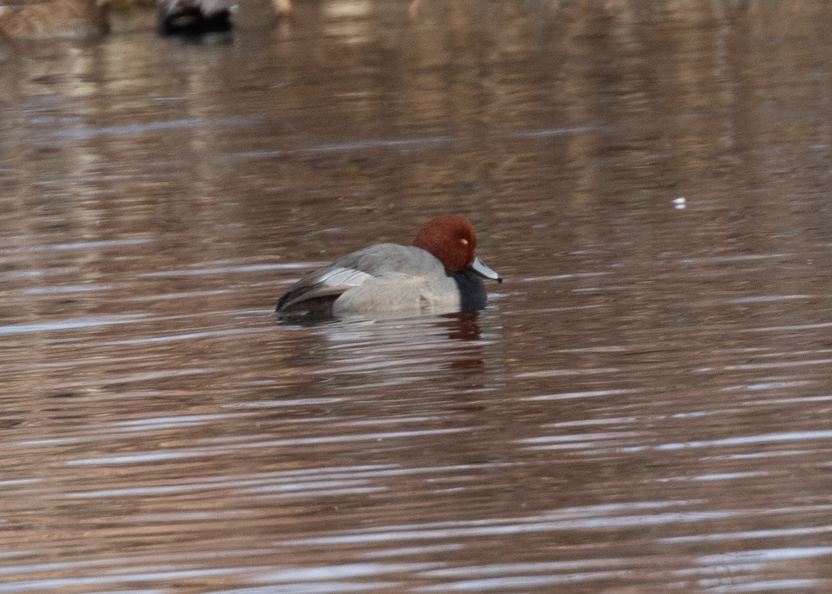 Redhead - ML289032931