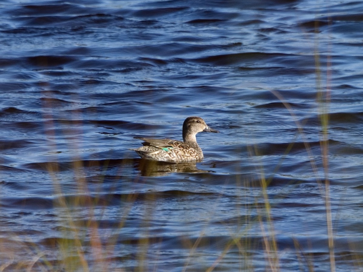 Green-winged Teal - ML289033241