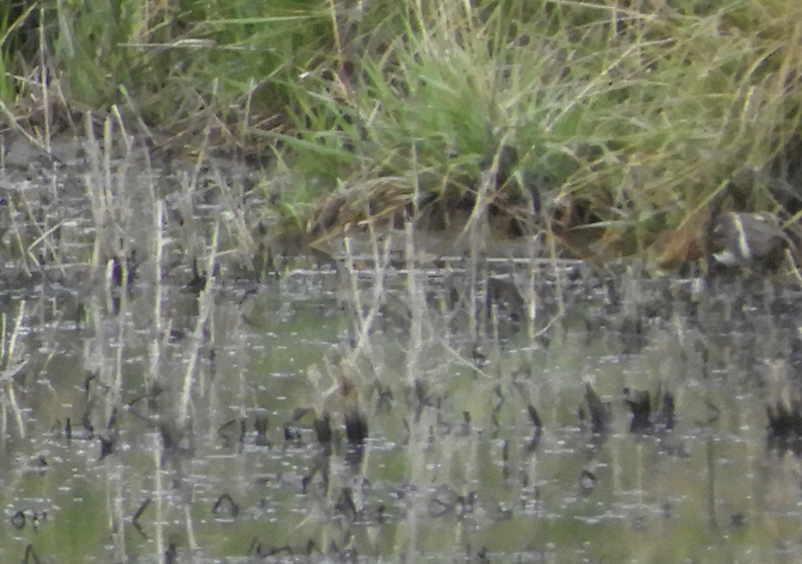 Australian Painted-Snipe - ML289034571