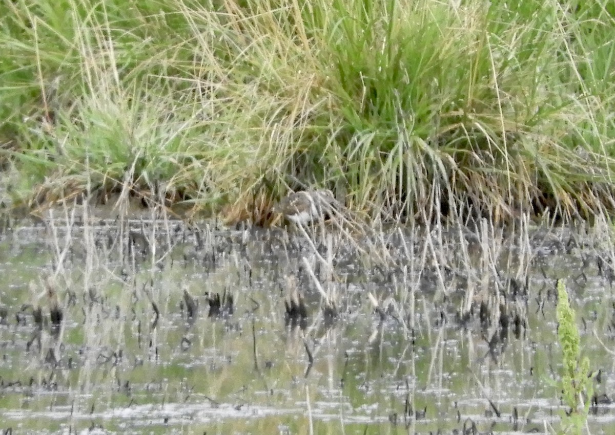 Australian Painted-Snipe - ML289034581