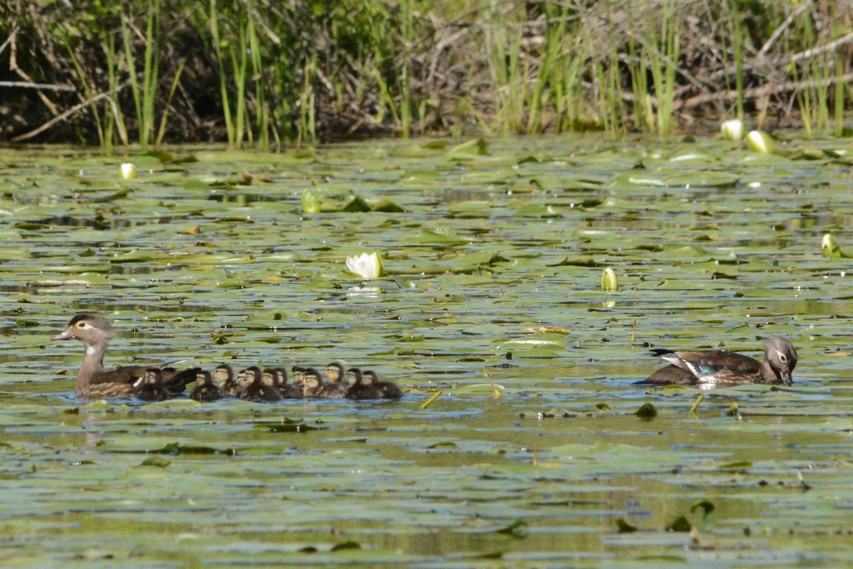 Wood Duck - ML289035411