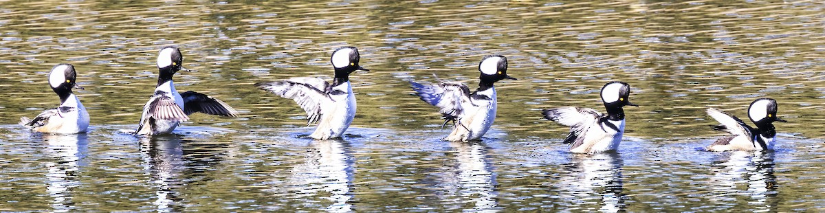 Hooded Merganser - Brad Singer