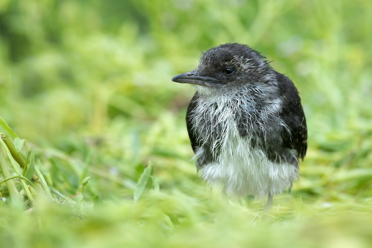 Sooty Tern - ML289036211