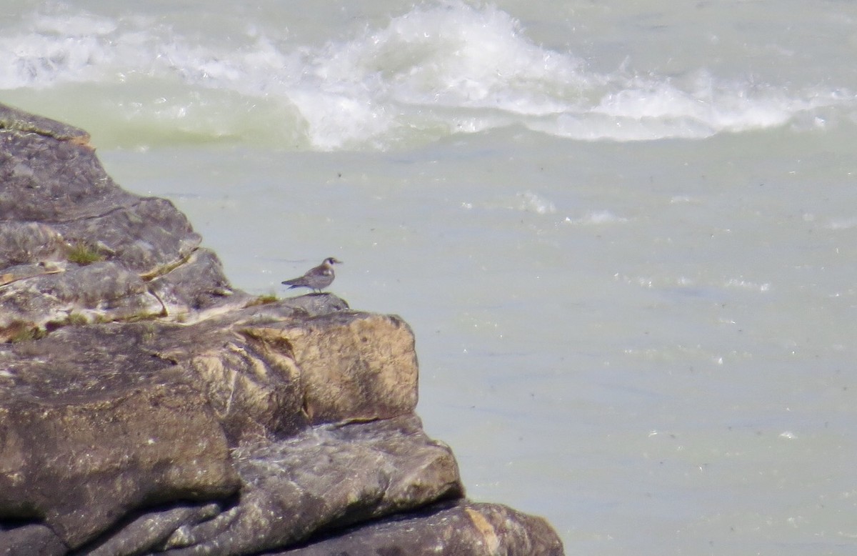 Black Tern - ML289036761