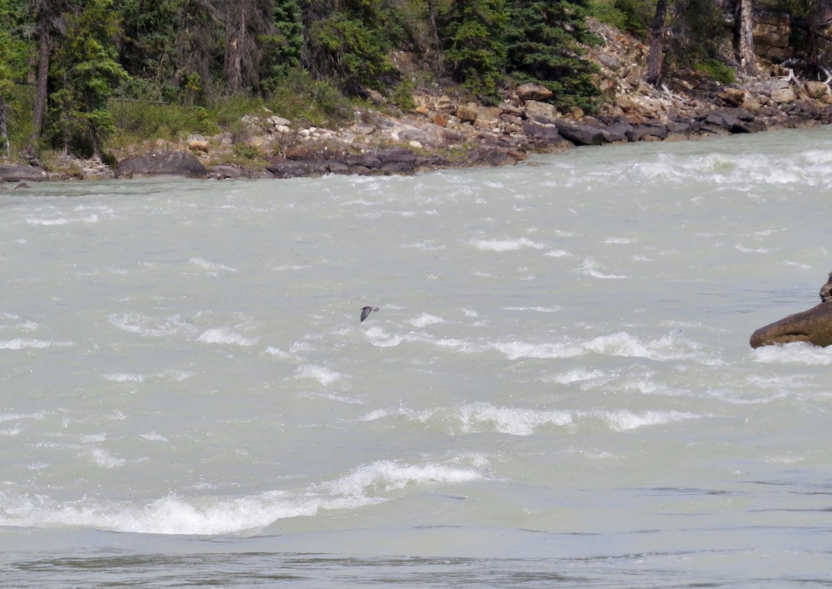 Black Tern - ML289036771