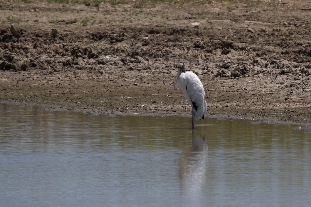 Wood Stork - ML289037621