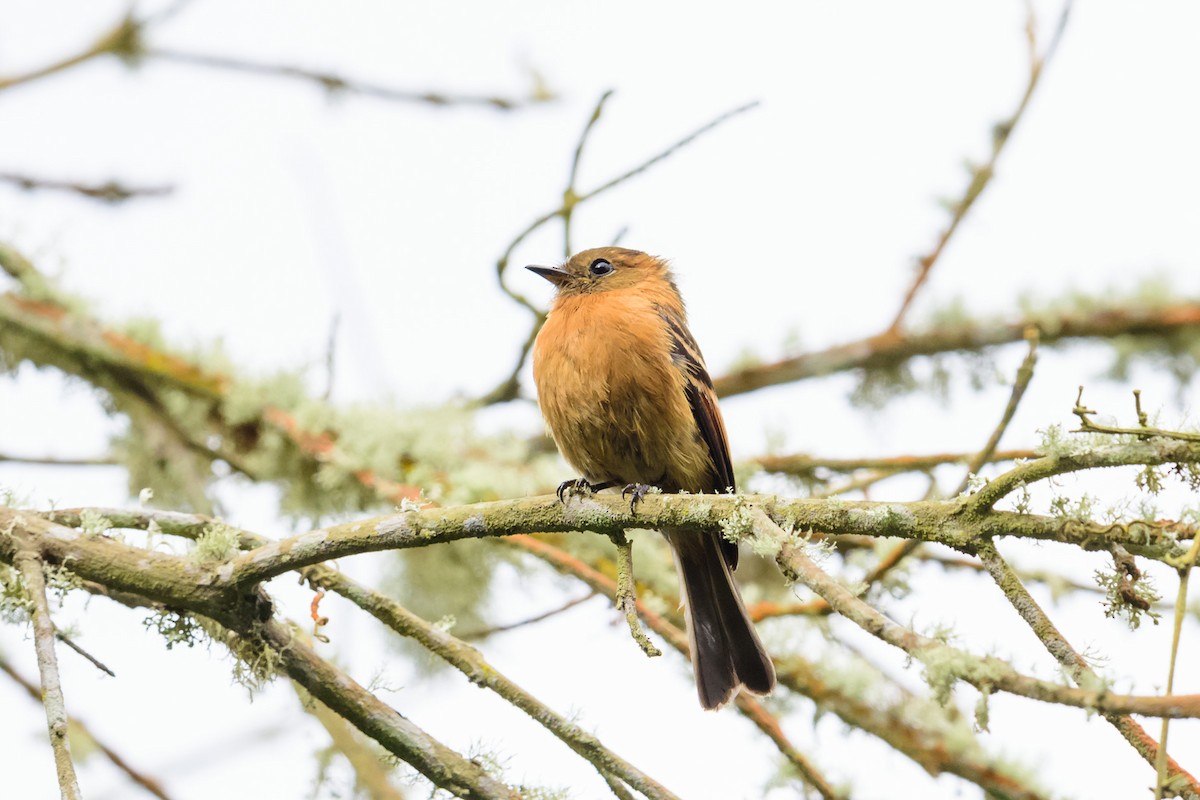 Cinnamon Flycatcher - Fredy Gómez