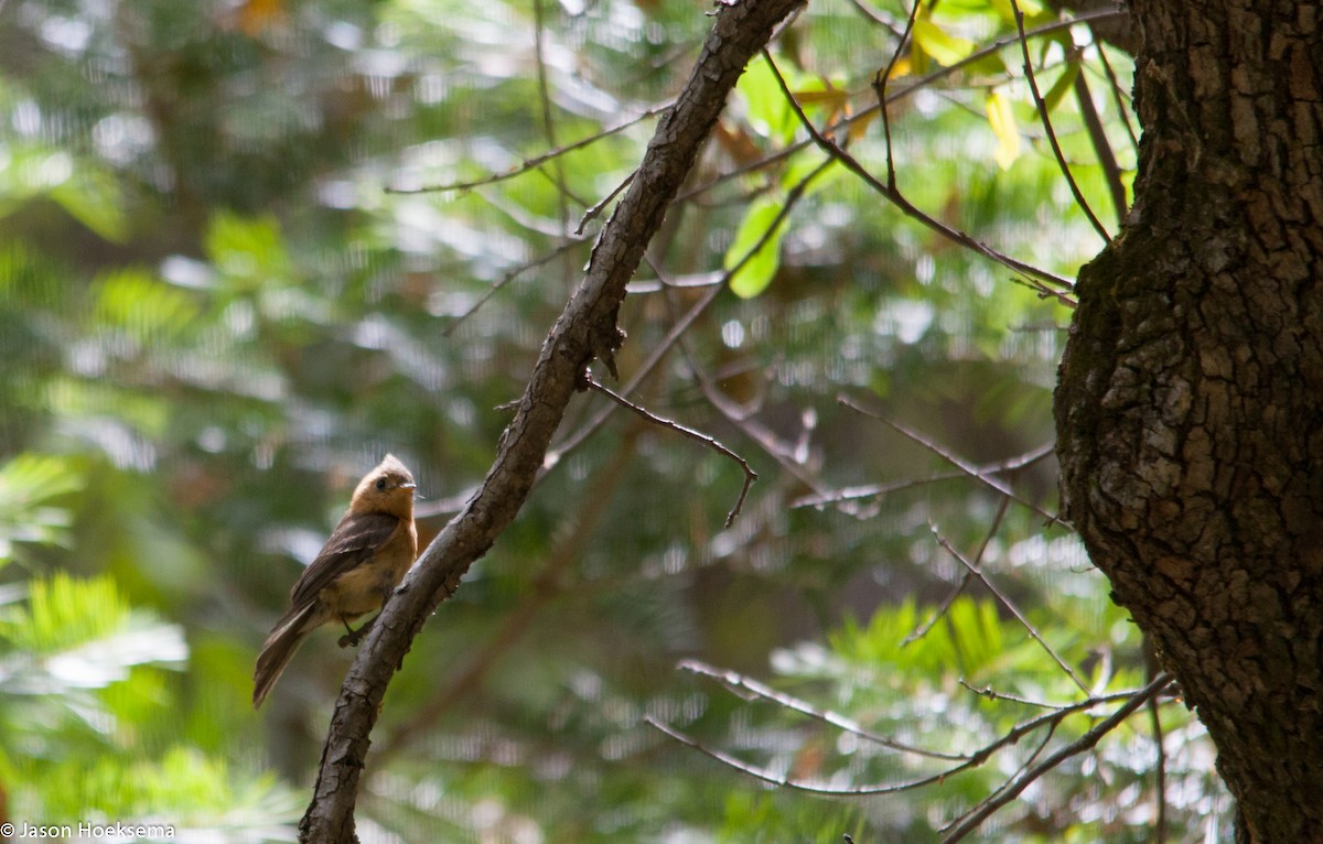 Tufted Flycatcher - ML28903961