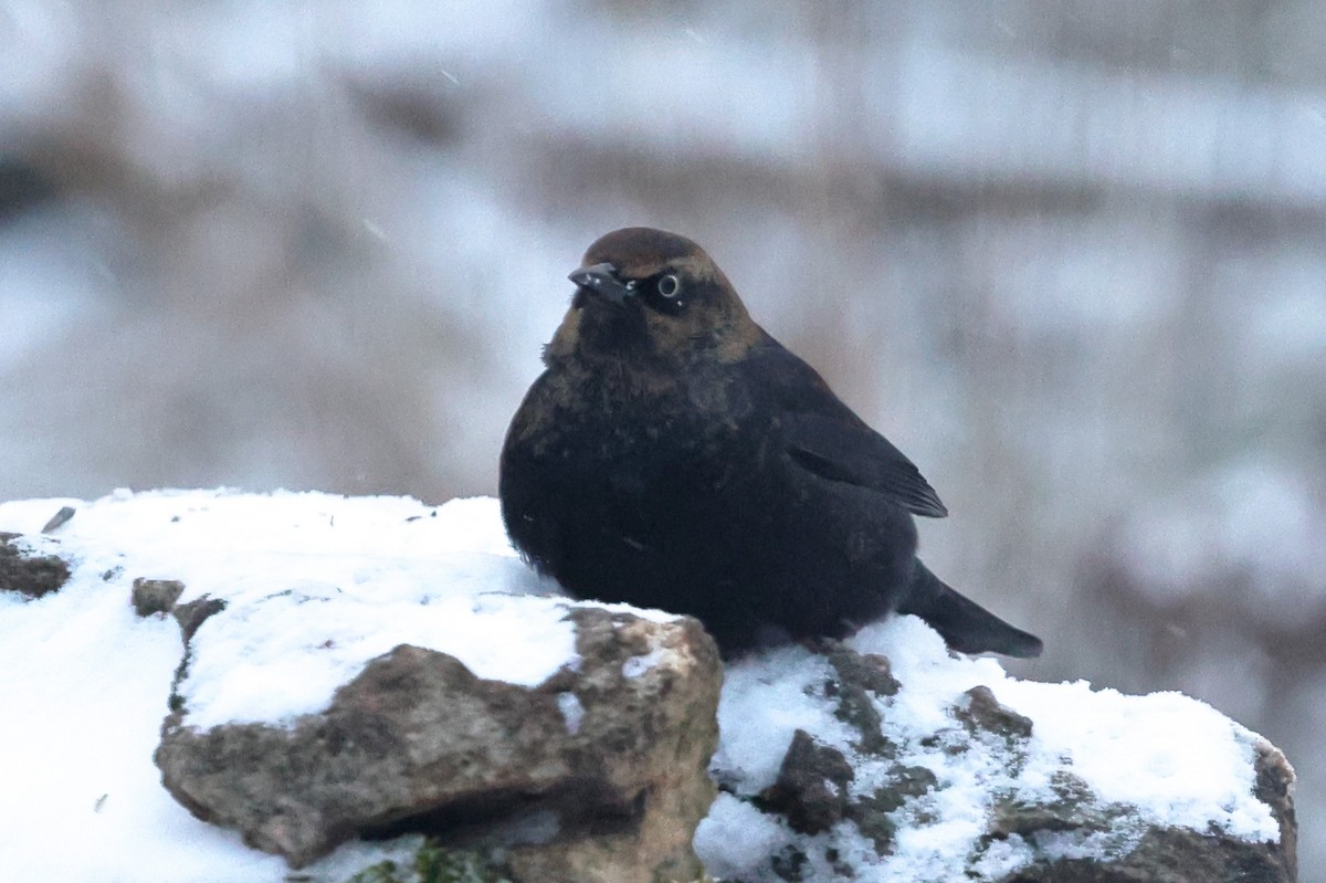 Rusty Blackbird - John Haig