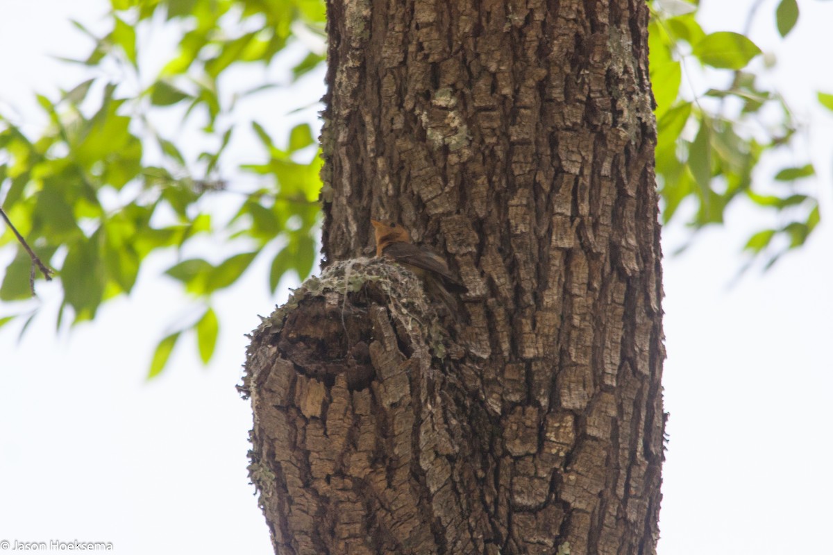 Tufted Flycatcher - ML28904021