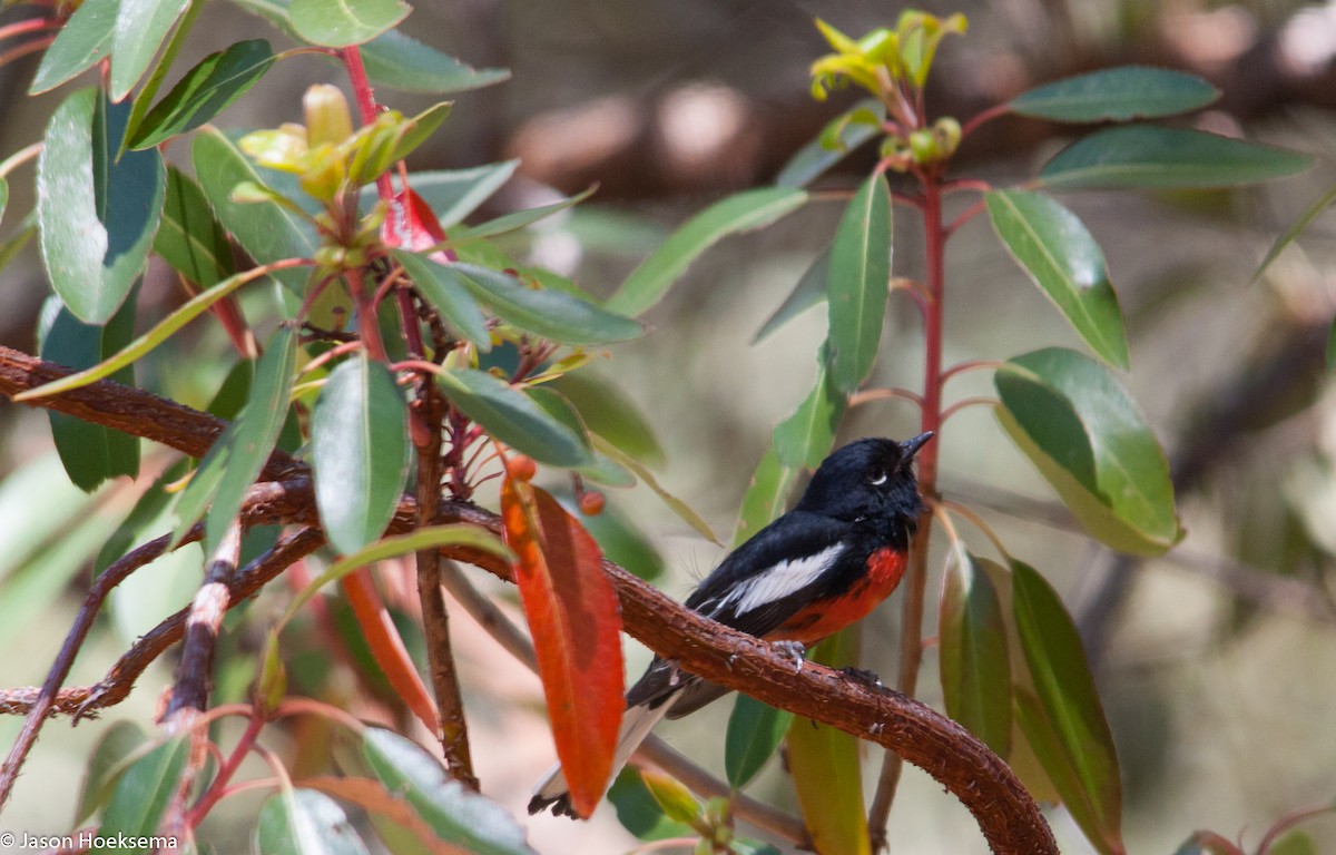 Painted Redstart - ML28904081