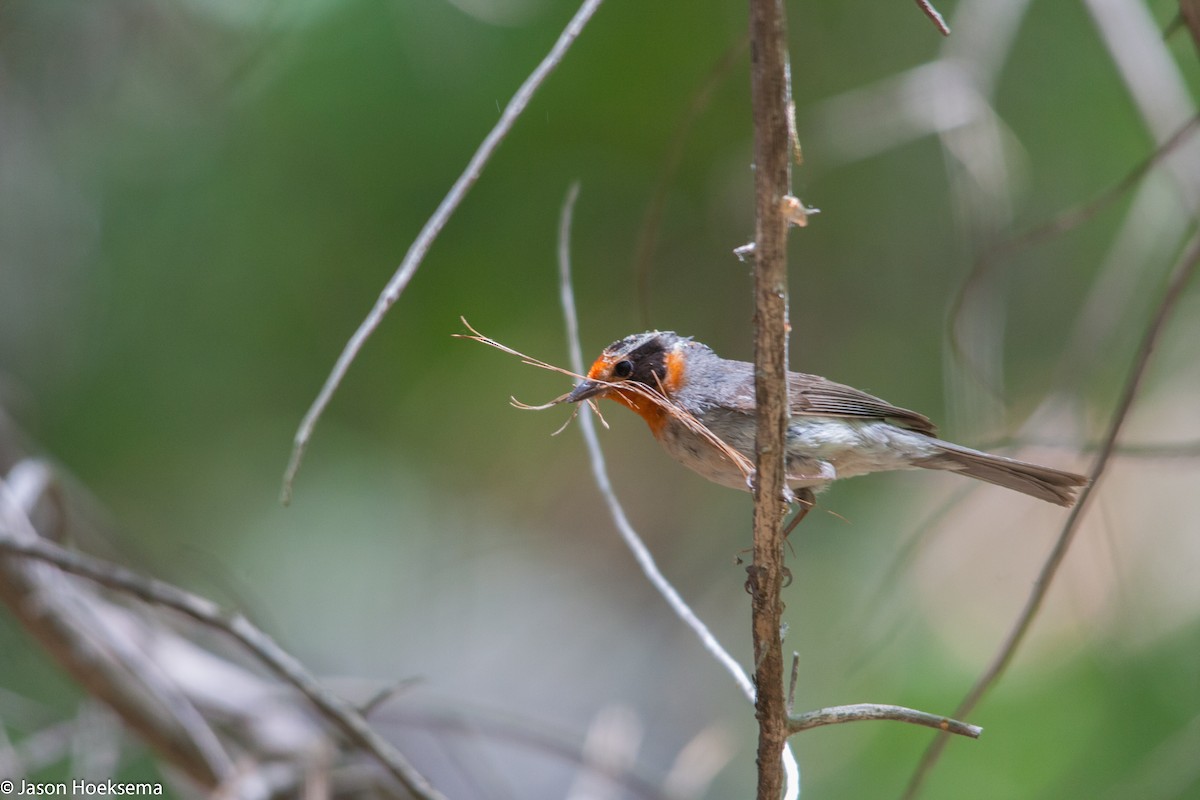 Red-faced Warbler - Jason Hoeksema
