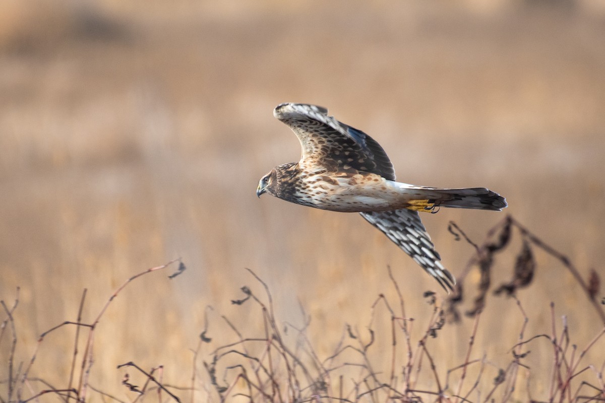 Northern Harrier - ML289043581