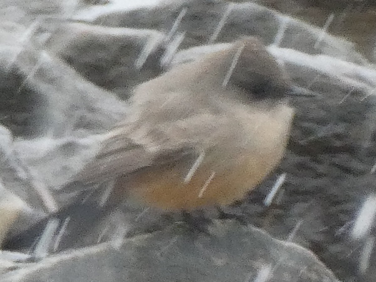 Say's Phoebe - ML289043991