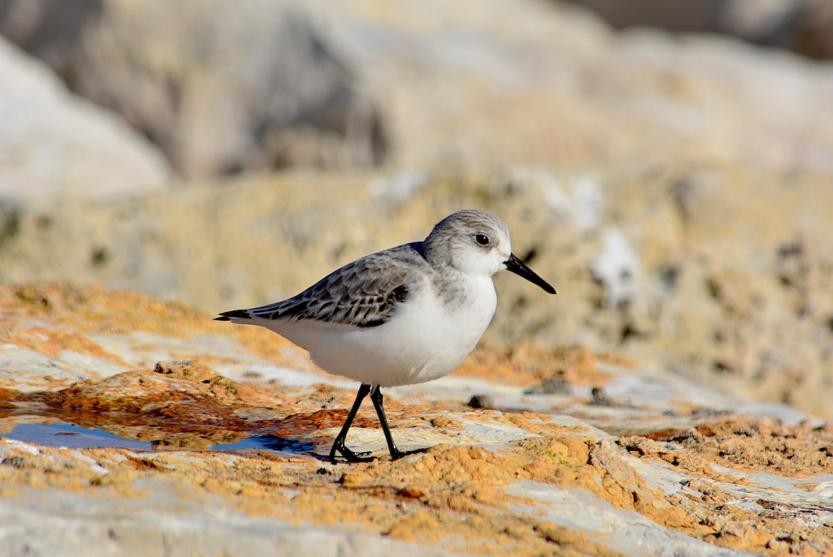 Sanderling - Paulo Narciso