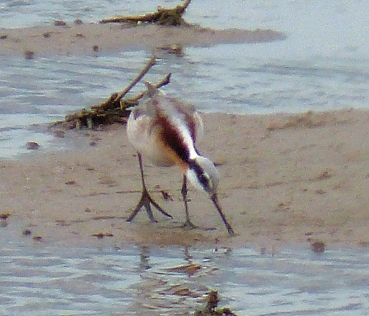 Phalarope de Wilson - ML28904441