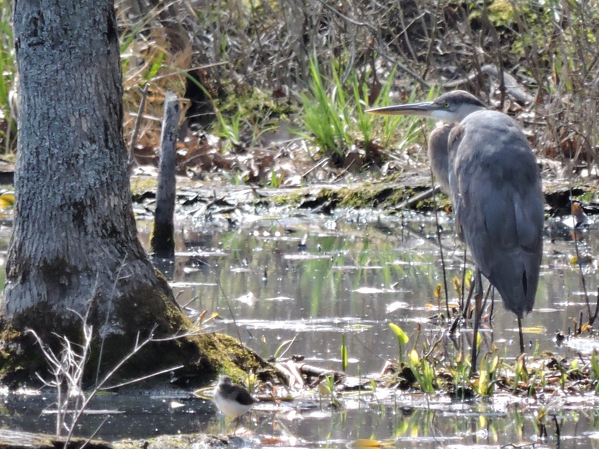 Great Blue Heron - ML28904671