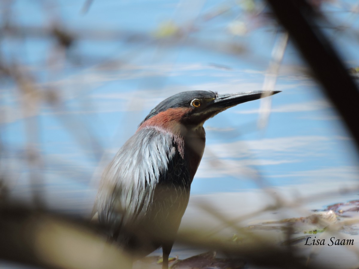 Green Heron - ML28904881