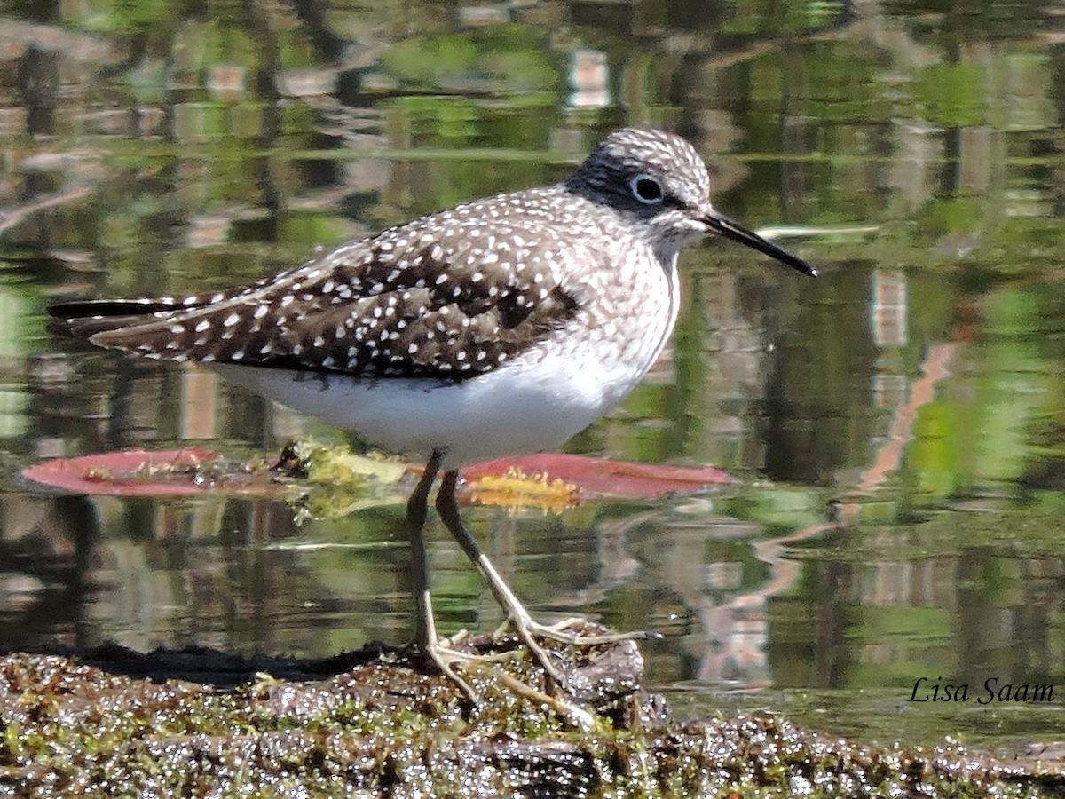 Solitary Sandpiper - ML28905421