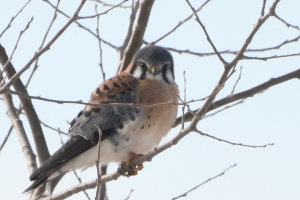 American Kestrel - ML289056911