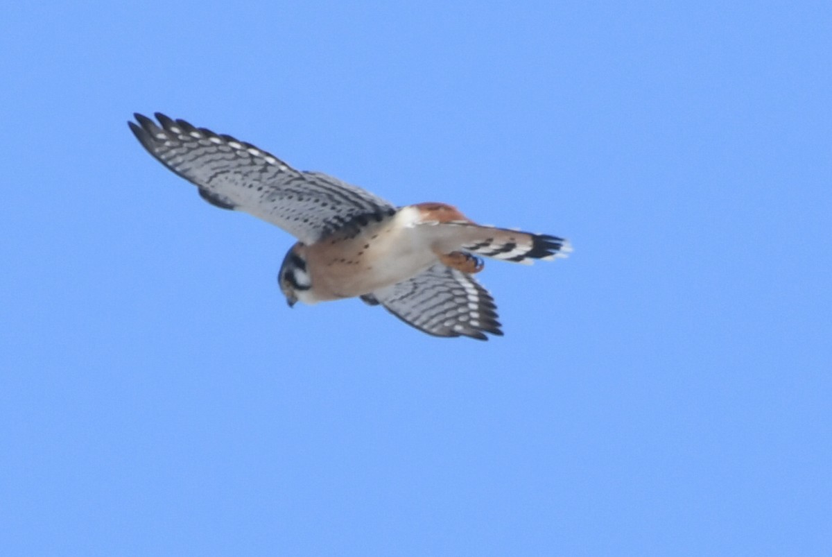 American Kestrel - ML289056951