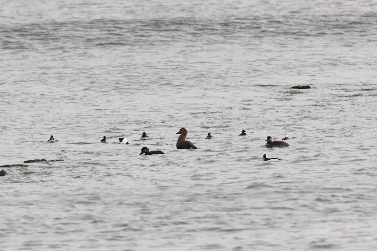 King Eider - ML289057171