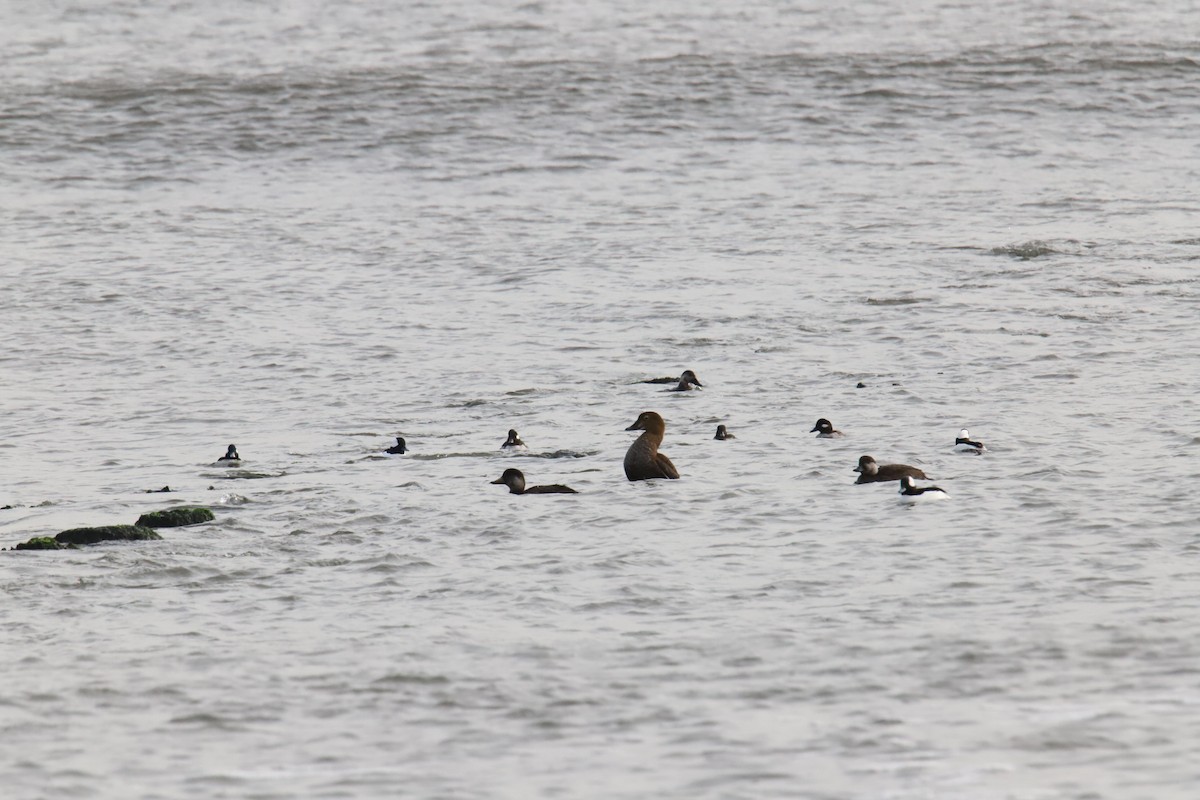 King Eider - ML289057181