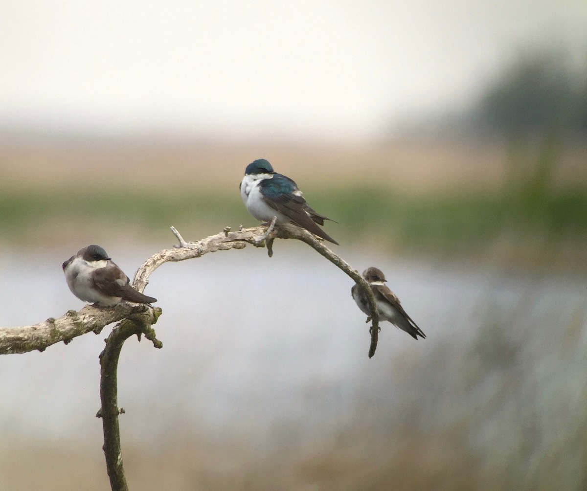 Bank Swallow - ML28905721