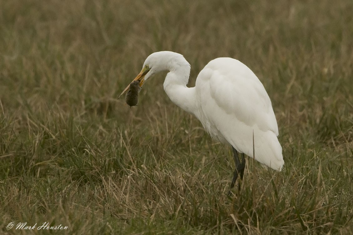 Great Egret - ML289057231