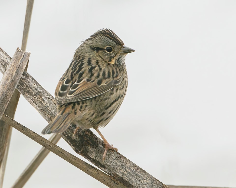 Lincoln's Sparrow - ML289057601