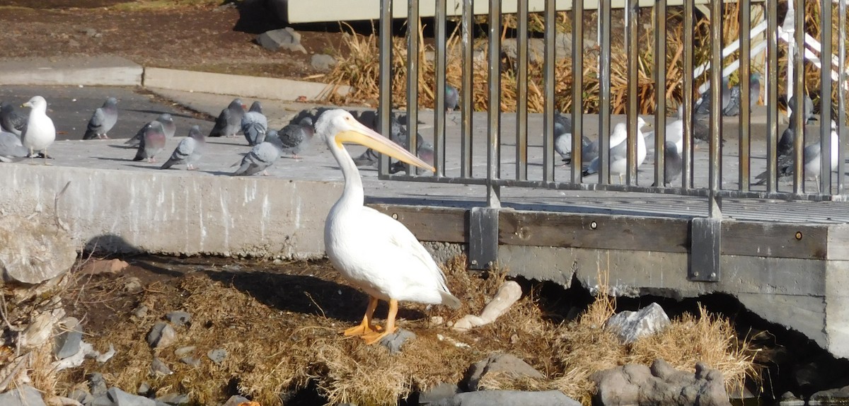 American White Pelican - ML289058001