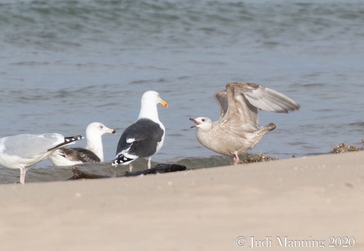 Great Black-backed Gull - Carl & Judi Manning