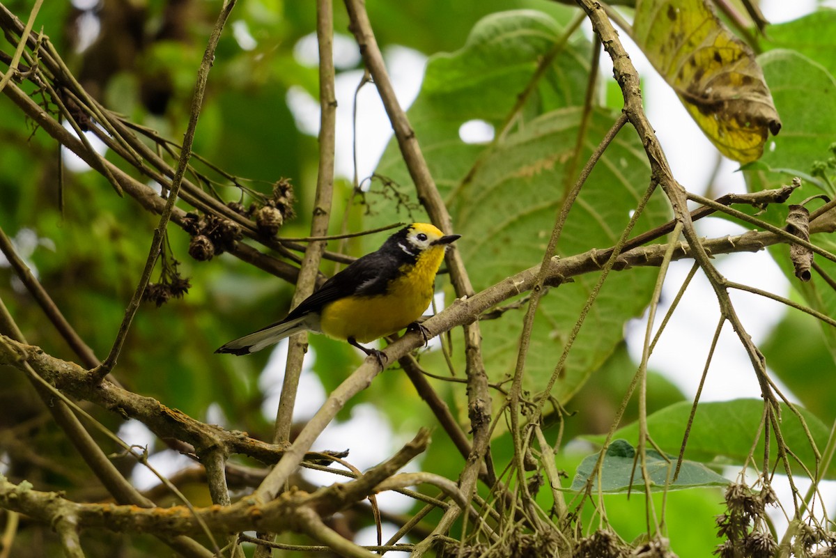Golden-fronted Redstart - ML28905951