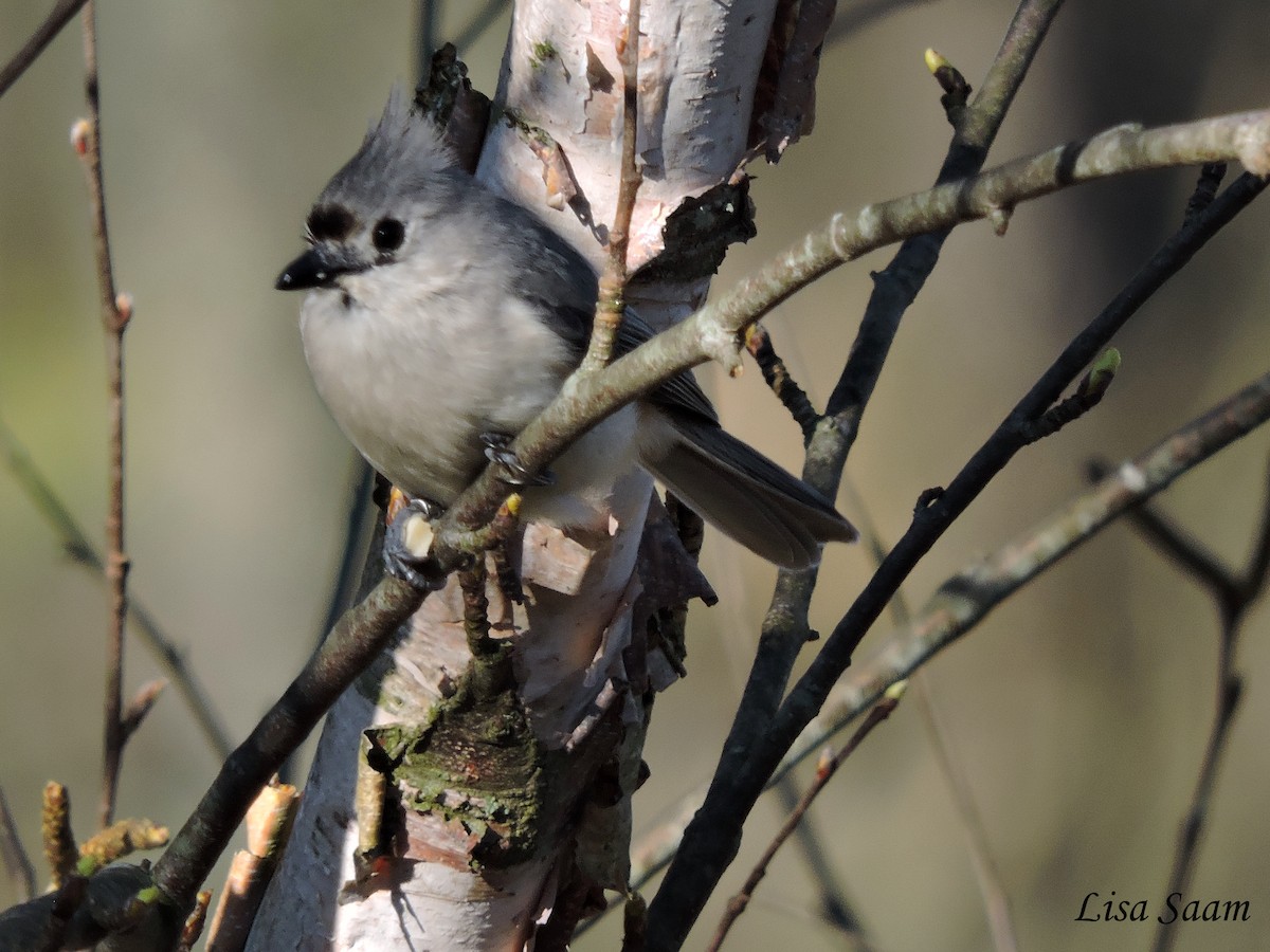 Tufted Titmouse - ML28906011