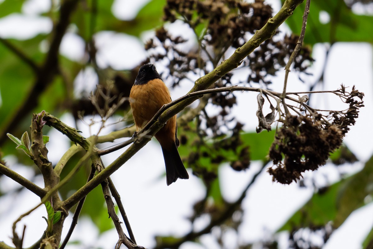 Blue-backed Conebill - ML28906161