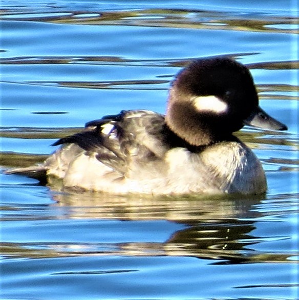 Bufflehead - ML289062891