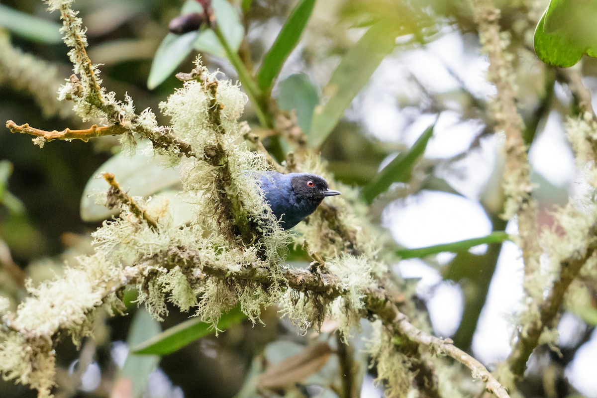 Masked Flowerpiercer - ML28906301
