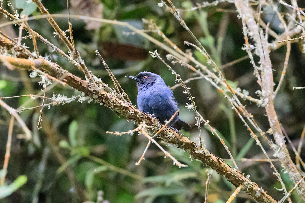 Masked Flowerpiercer - ML28906311