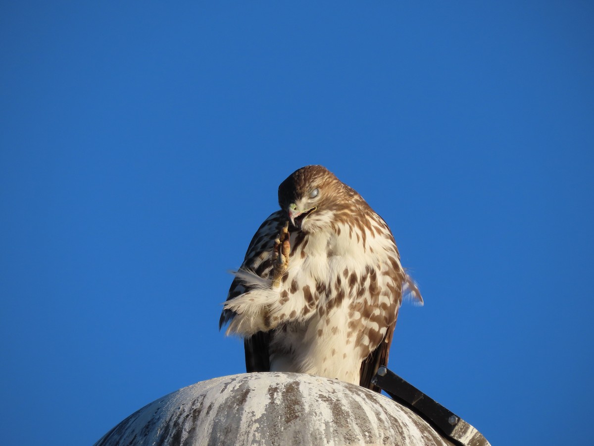 Red-tailed Hawk - Emily-Kate Hunter