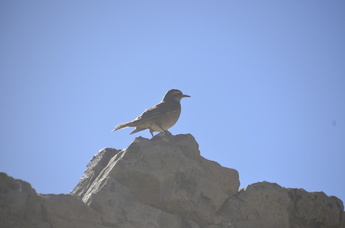 Buff-winged Cinclodes - ML289063961