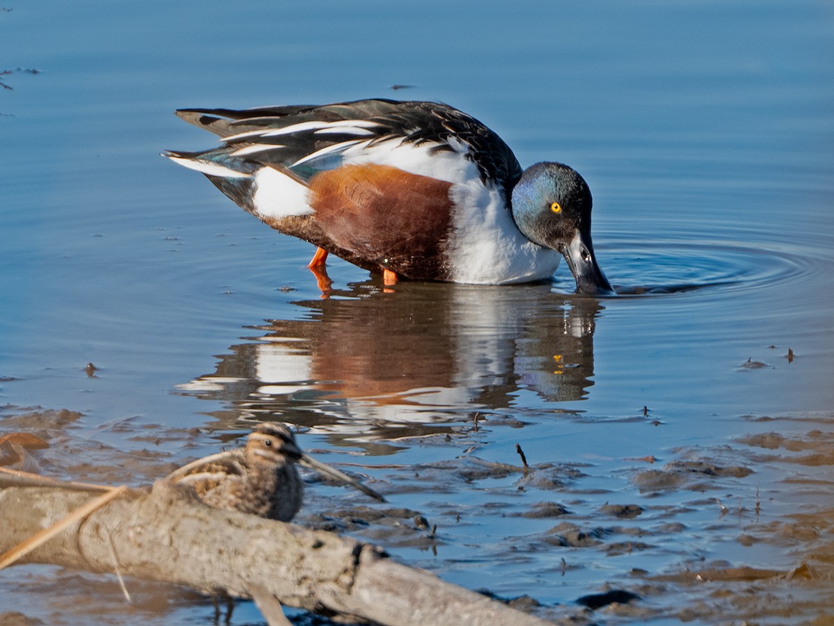 Northern Shoveler - Don Ganton