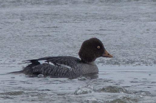 Barrow's Goldeneye - ML289065901