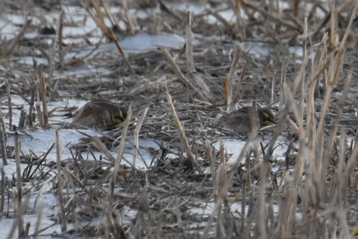 Horned Lark - Derek Hudgins