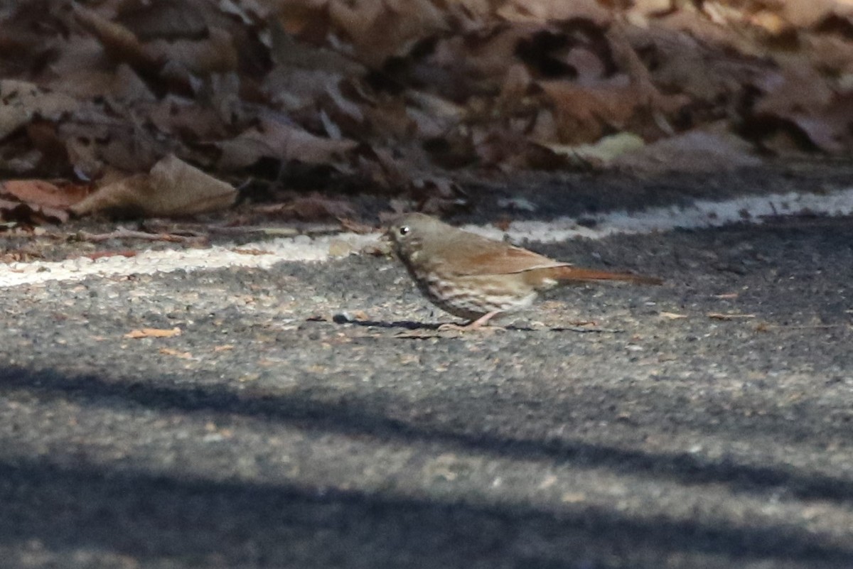 Fox Sparrow (Slate-colored) - ML289066421