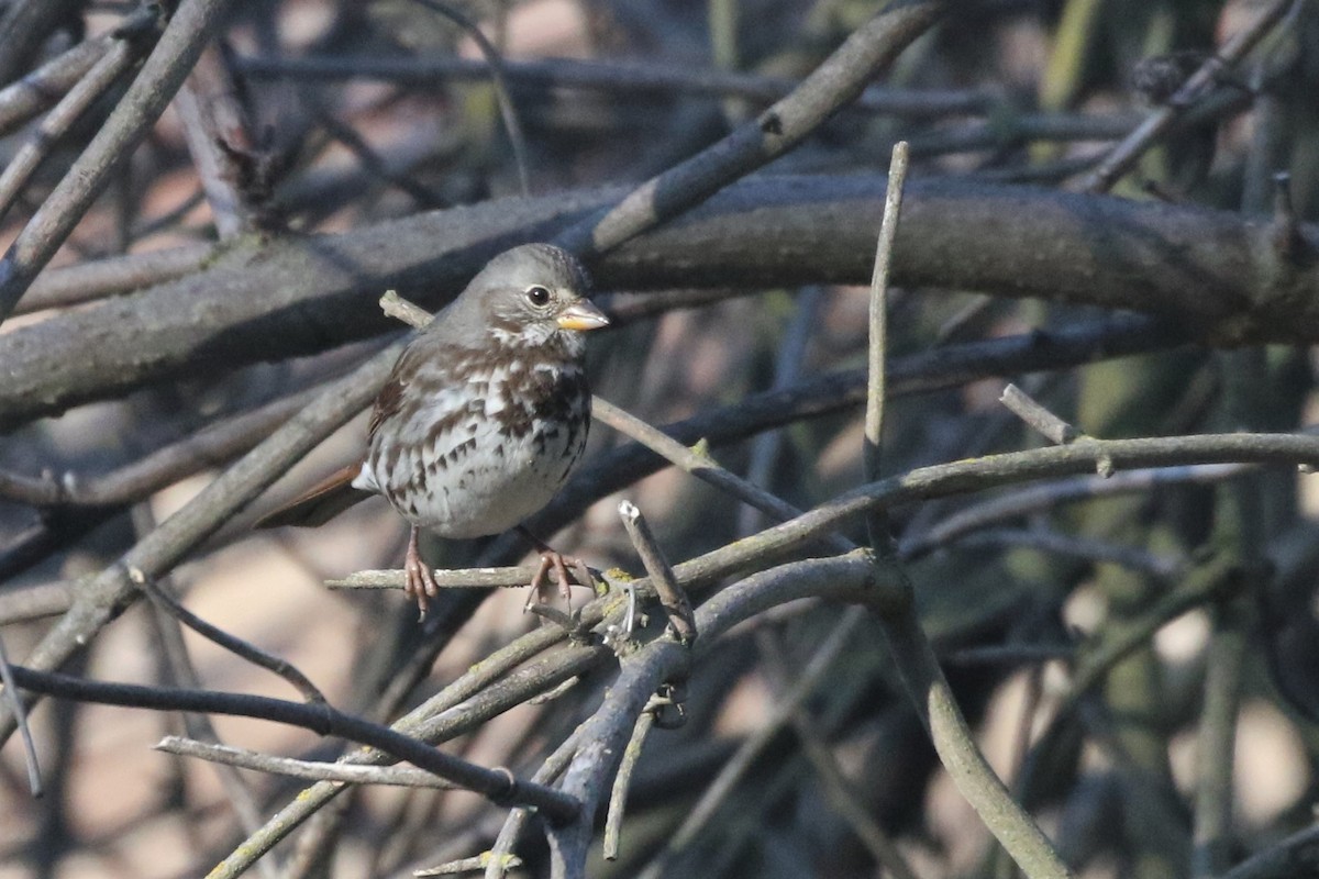 Fox Sparrow (Slate-colored) - ML289066461