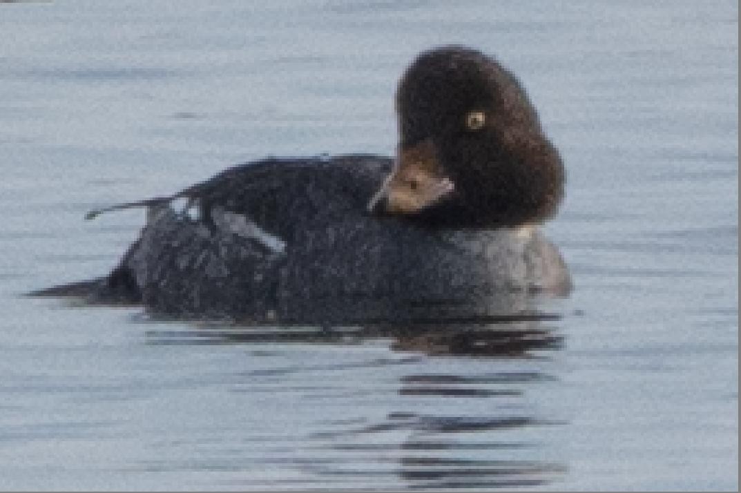 Barrow's Goldeneye - ML289067121